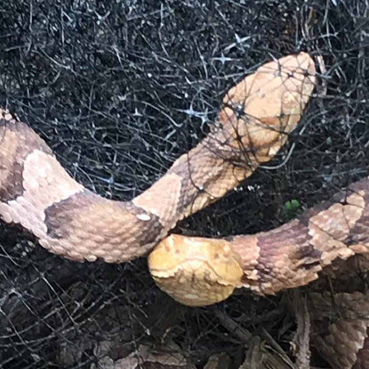 Snake Removal Snake Removal