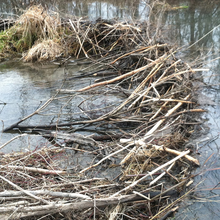 beaver-dam-removal