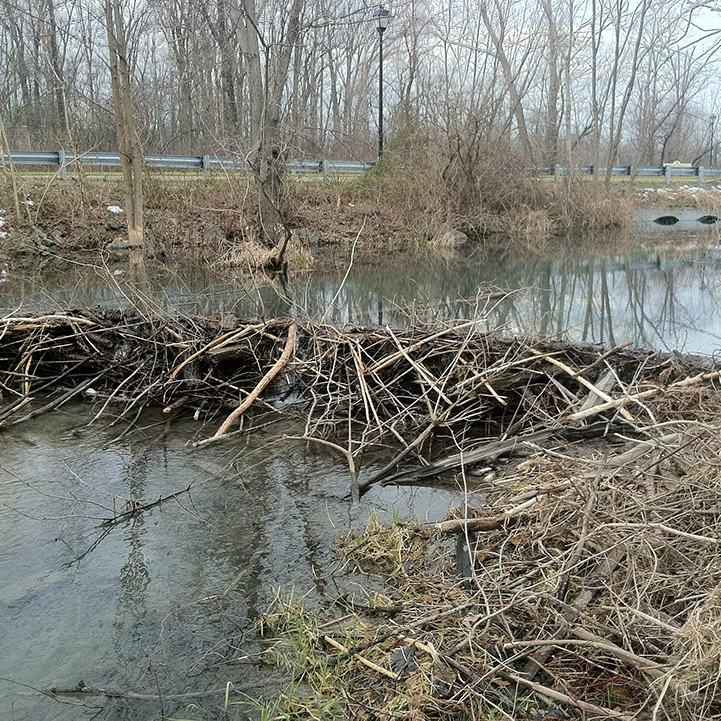 nuisance-beaver-removal
