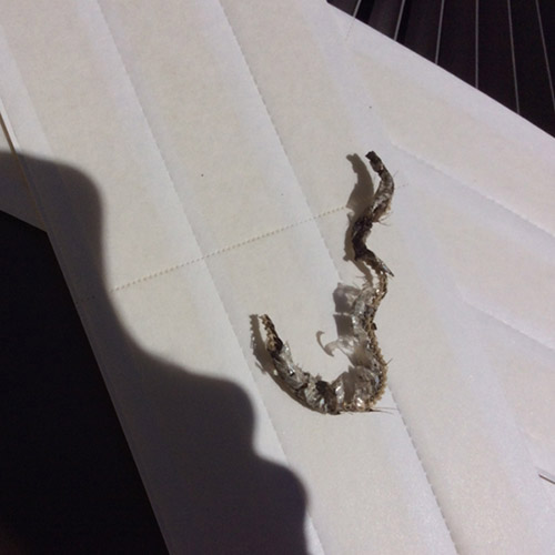 snakes-in-home